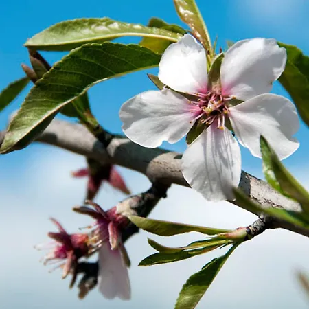 Villa Varandas Do 5 Bedroom Private Pool Table Tennis