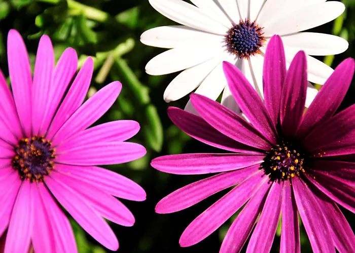 빌라 Varandas Do 5 Bedroom Private Pool Table Tennis